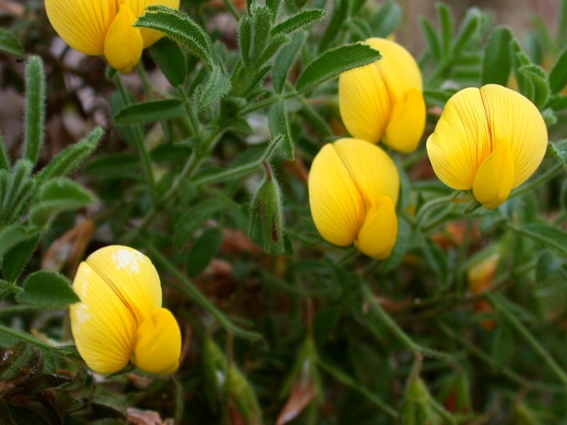 yellow restharrow