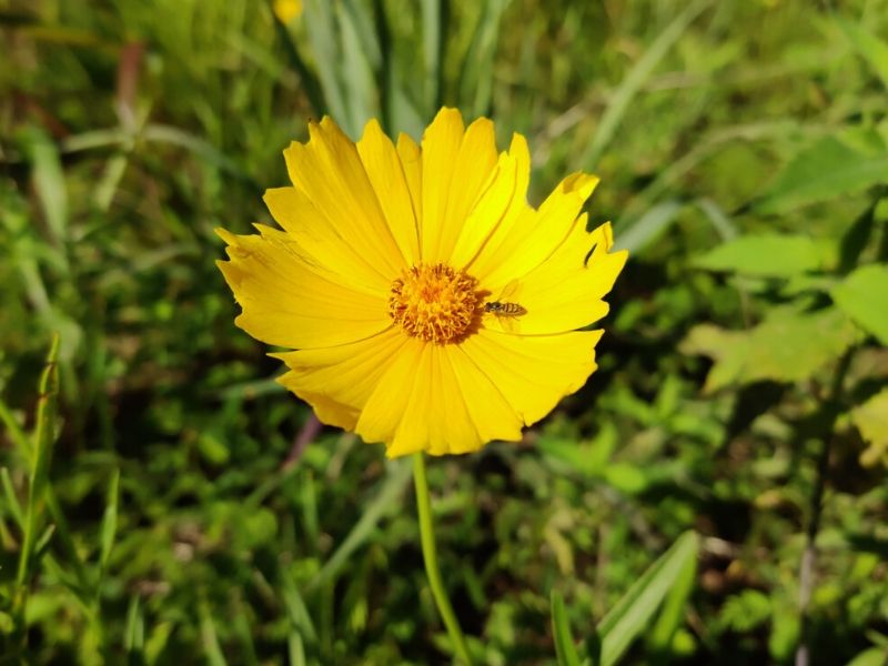 yellow tickseed