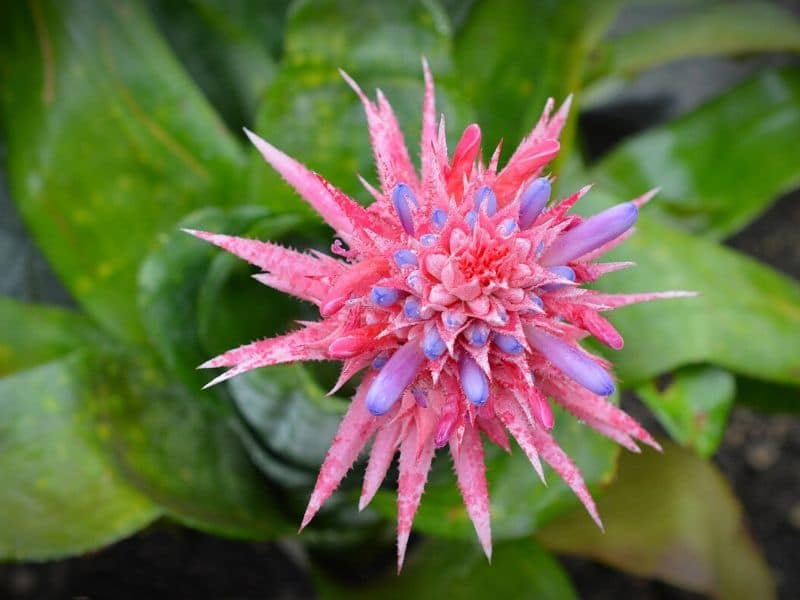 aechmea plant