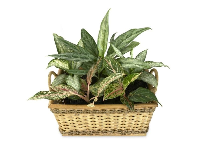 aglaonema plant