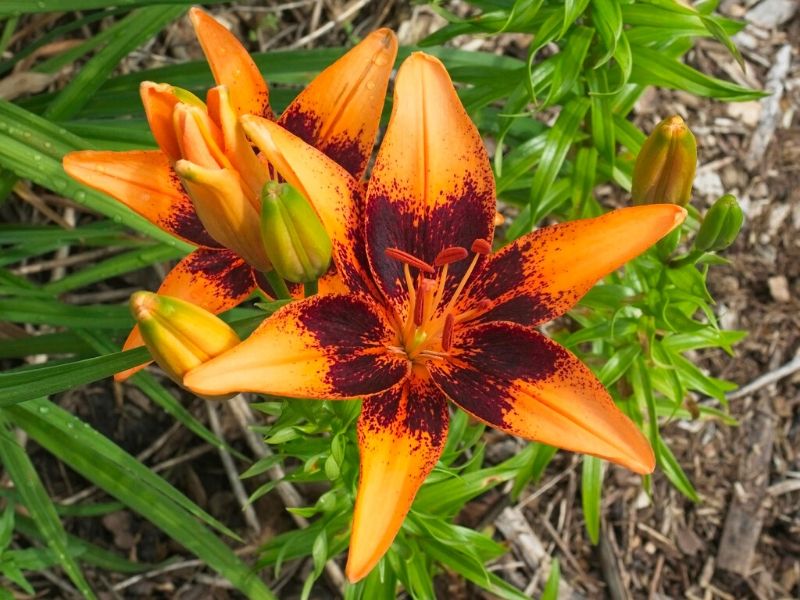 asiatic hybrid lily