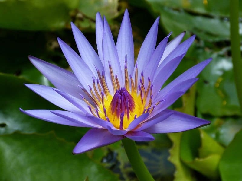 blue water lily