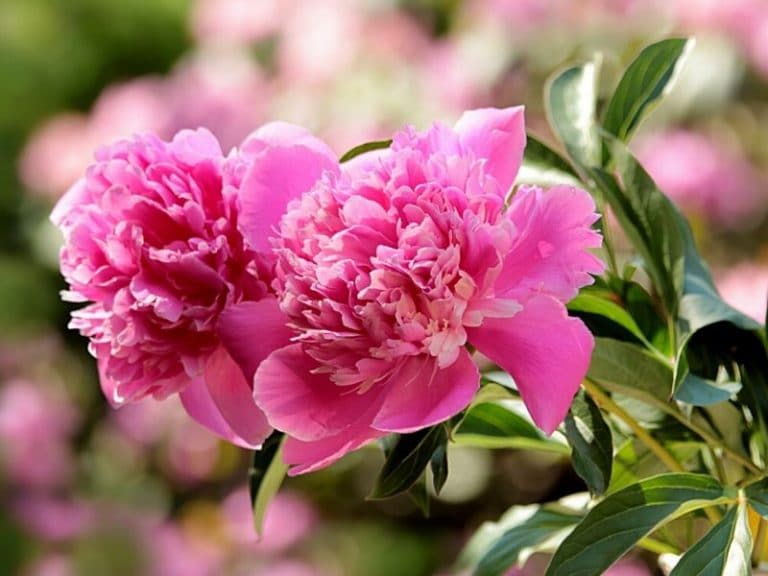 Peony: Flower Types, Pictures, How To Grow and Care | Florgeous