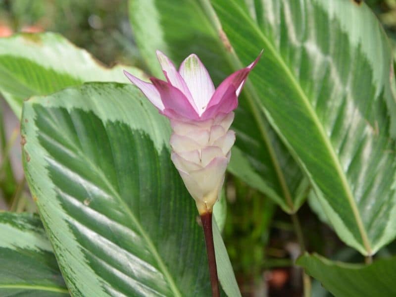 calathea plant