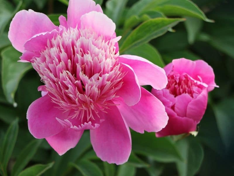 chinese herbaceous peony