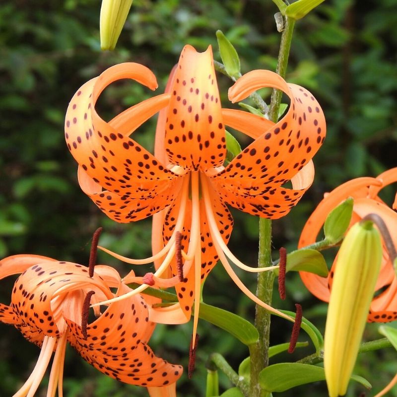 Tiger Hybrid Lily Bulbs Corms Resistant Flower Exotic Varieties Plant Bonsai
