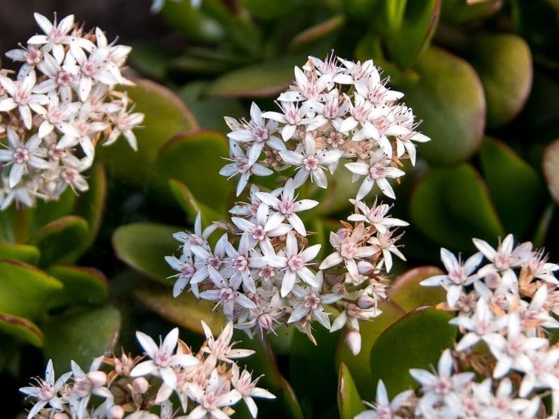 crassula ovata