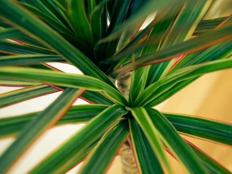 Dracaena Plant Best Types, How to Grow and Care for Beginners
