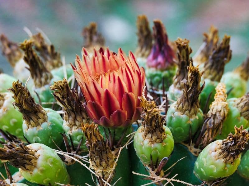 ferocactus flower