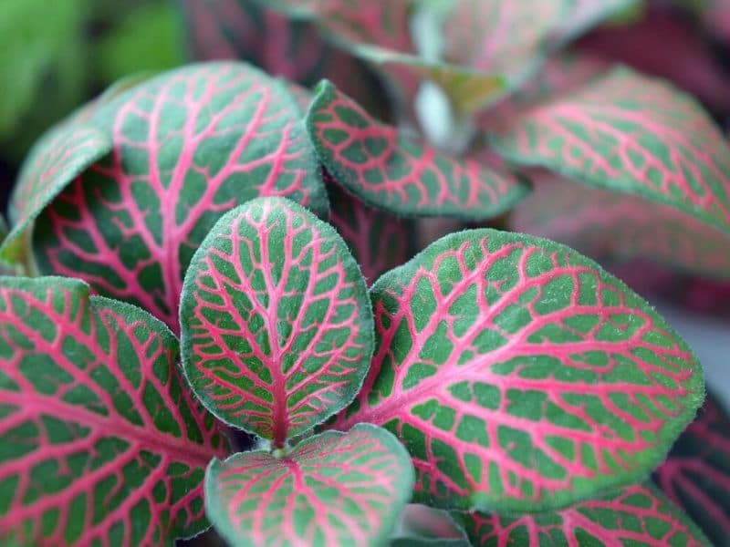 fittonia plant