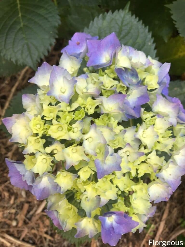 French hydrangea