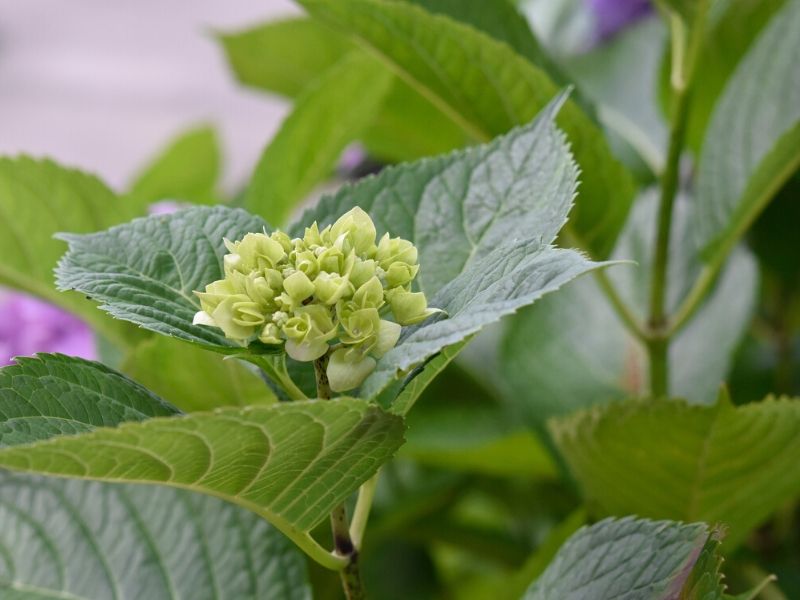 growing hydrangeas