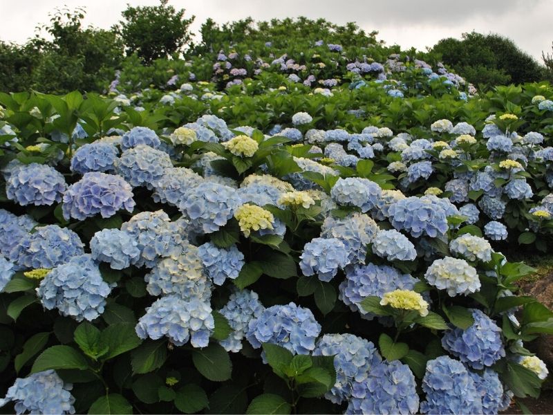 Arbusto de hortensias