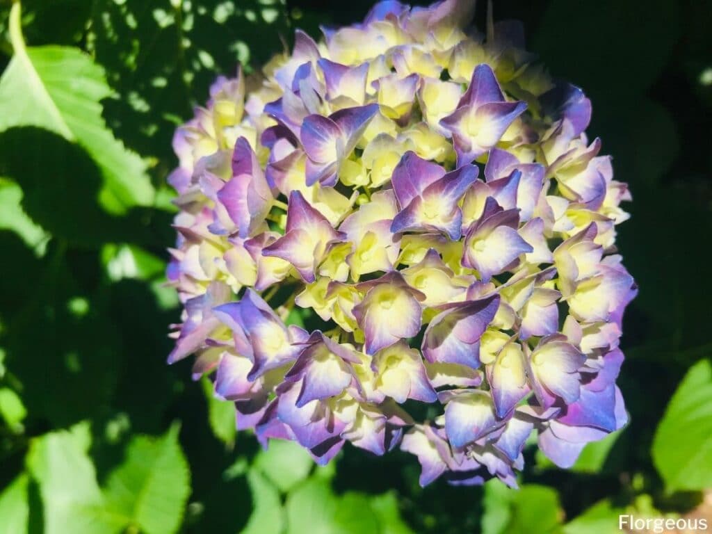 hydrangea bushes