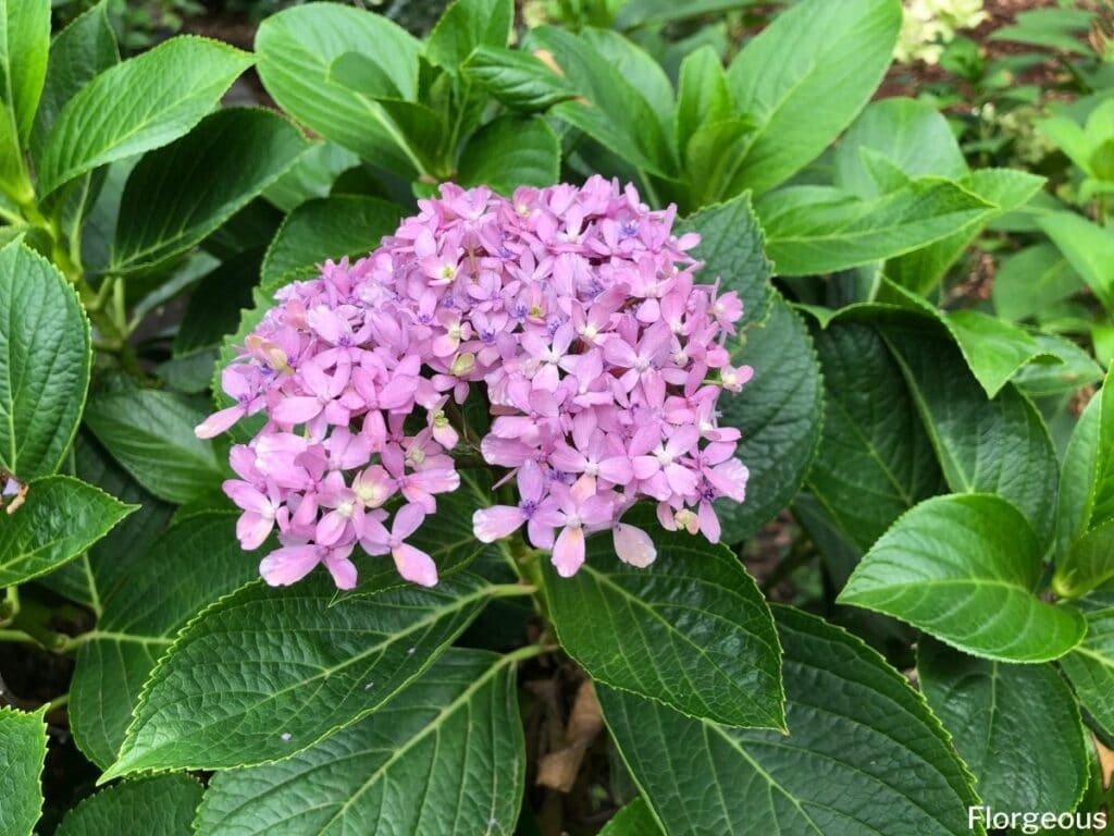 hydrangea care