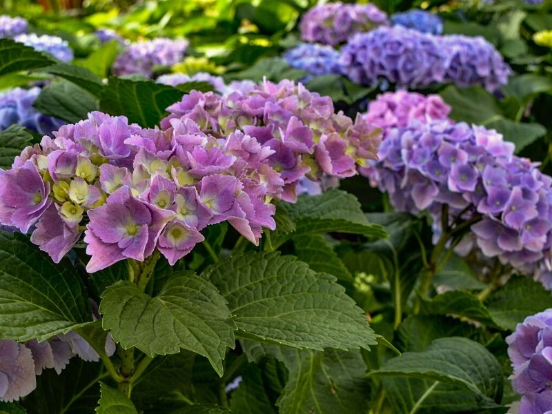 hydrangea flower meaning