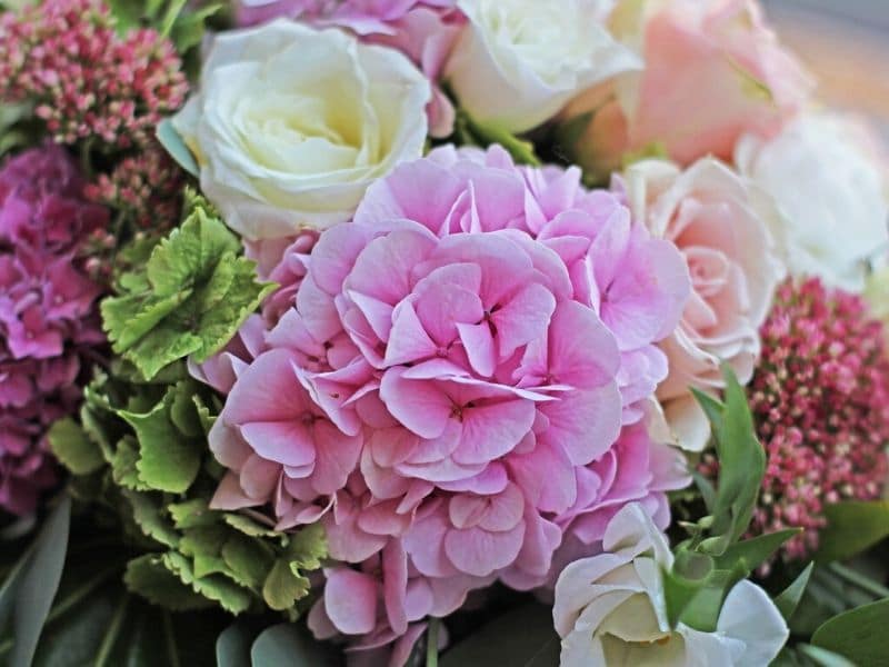 hydrangea wedding flower