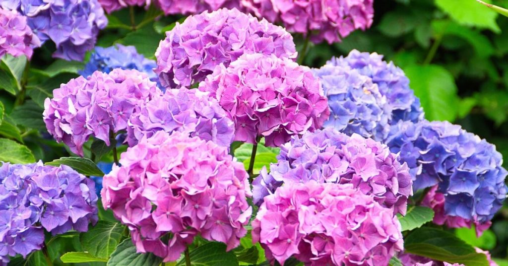 Hydrangeas