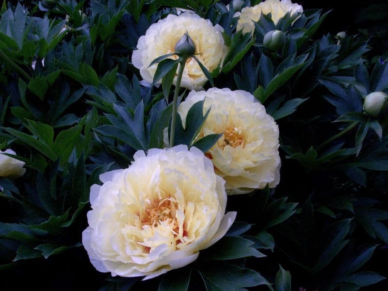 Intersectional peonies