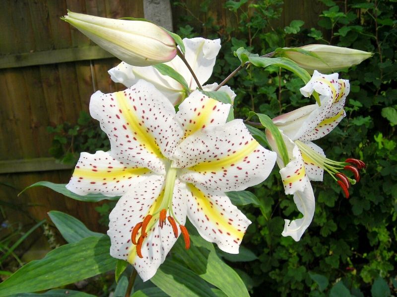 lilium ‘Auratum’