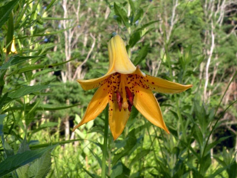 Lilium canadense (Canada lily)