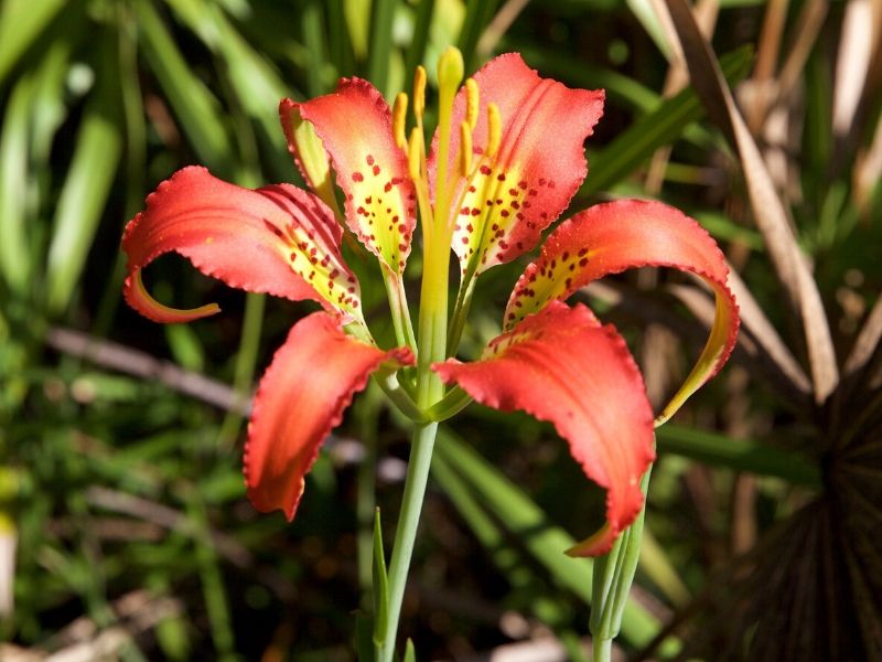 lilium catesbaei