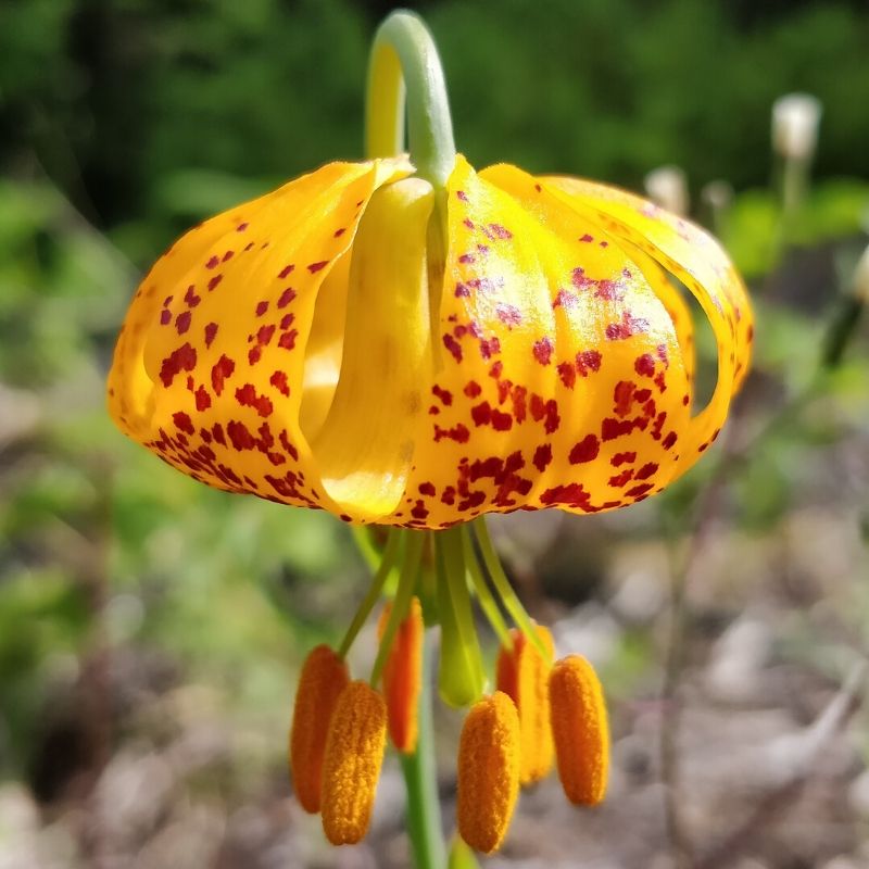 lilium columbianum