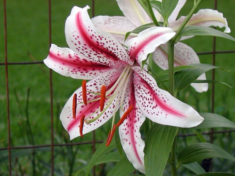 Lilium ‘Dizzy'