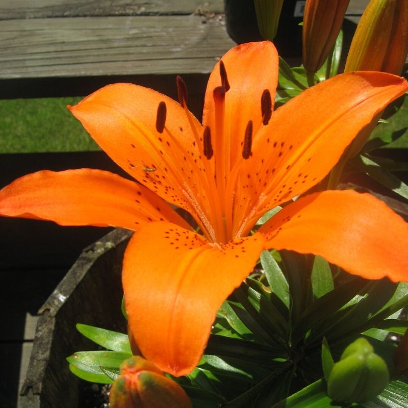 Lilium "Enchantment"