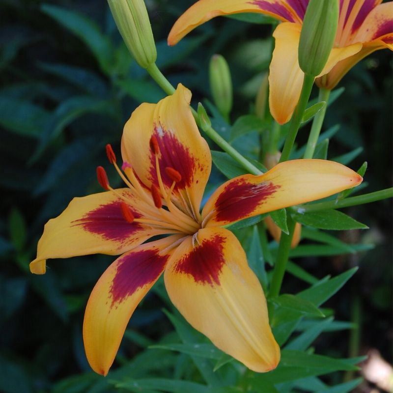 Lilium 'Grand Cru'