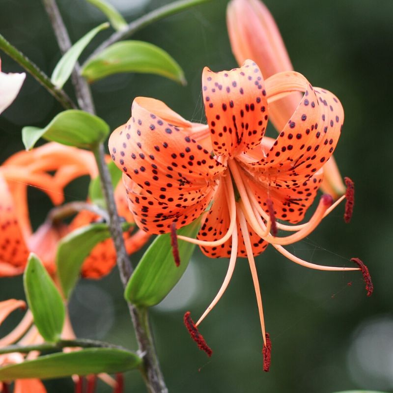 lilium lancifolium