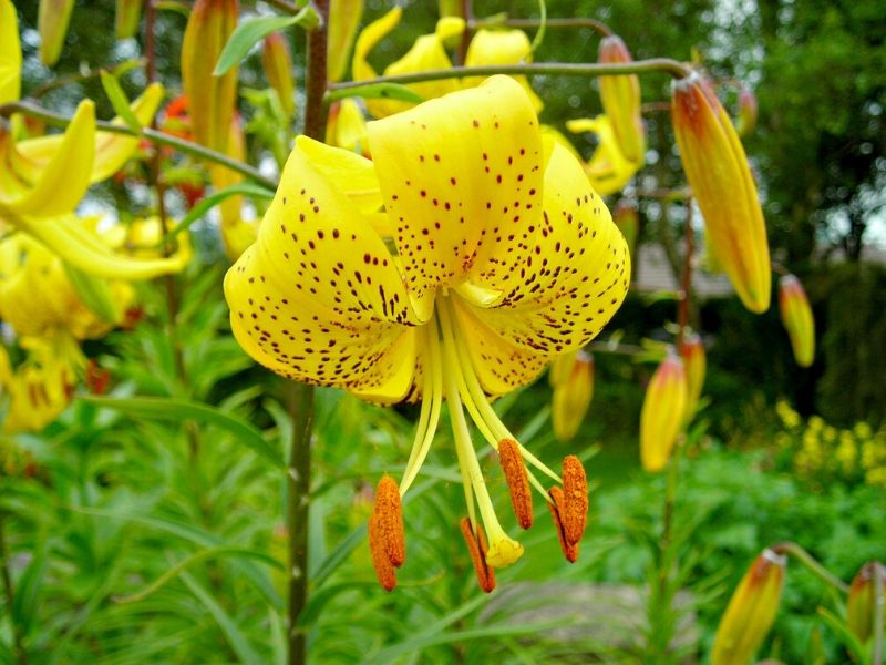 Lilium leichtlinii