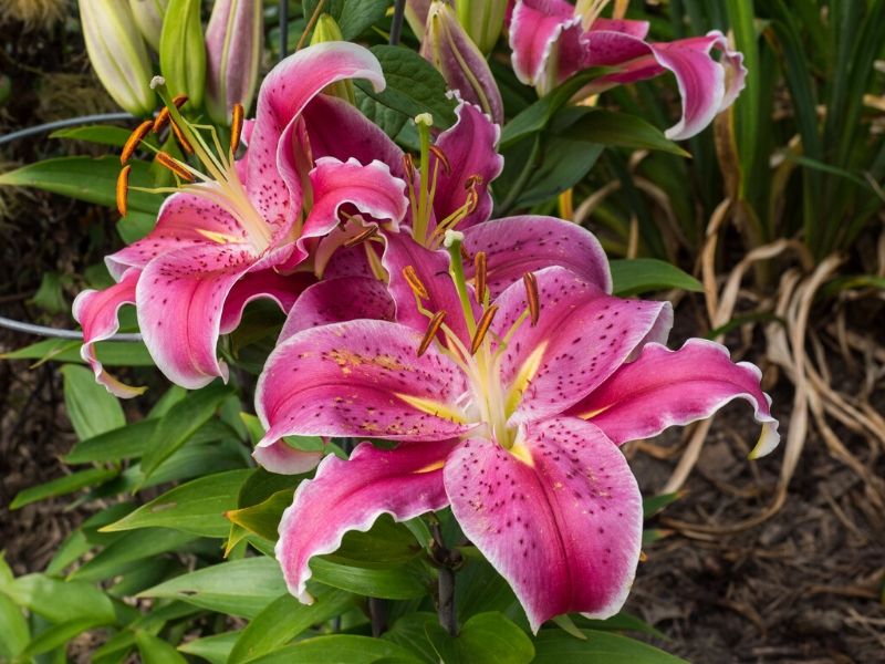 lilium 'Mona Lisa’