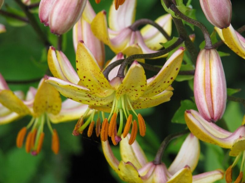 Lilium 'Mrs. R. O. Backhouse'