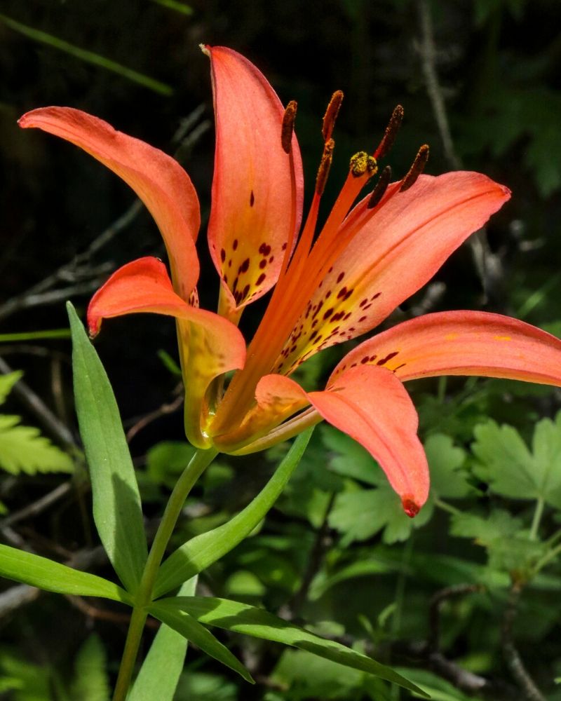 lilium philadelphicum