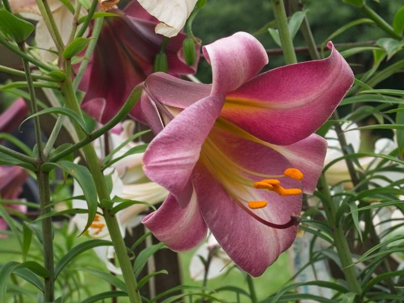 lilium 'Pink Perfection'