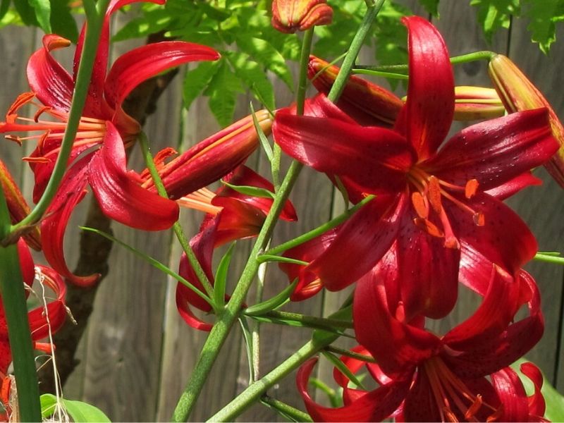 Lilium 'Red Velvet'