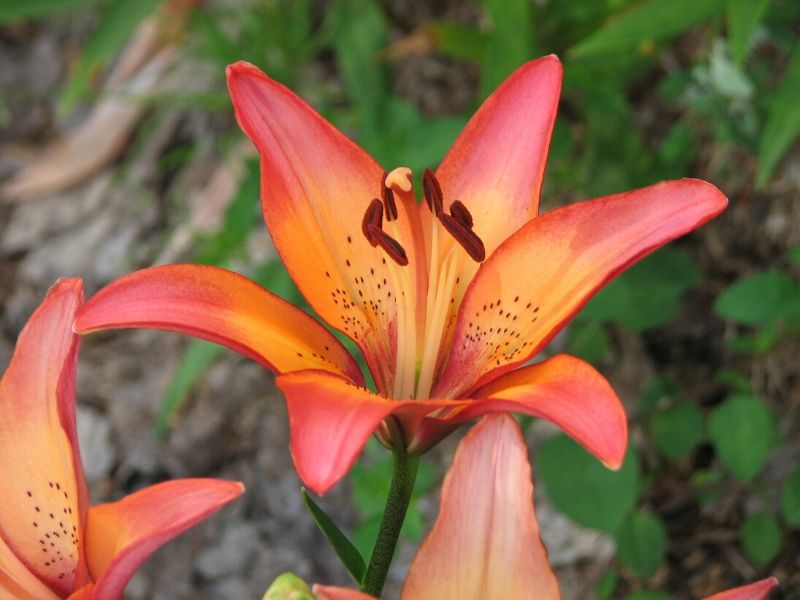 Lilium 'Royal Sunset'