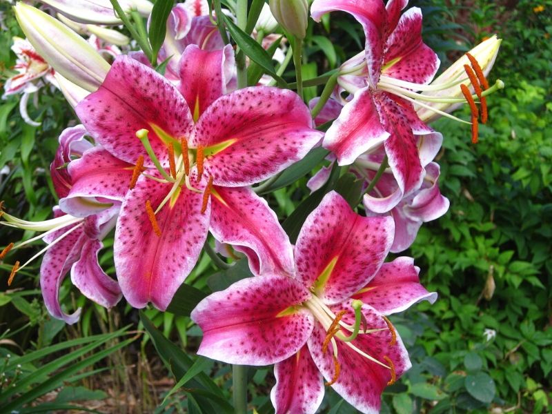 Lilium 'Stargazer'