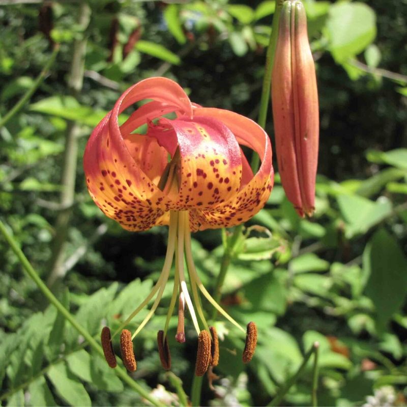 Turk's-cap lily