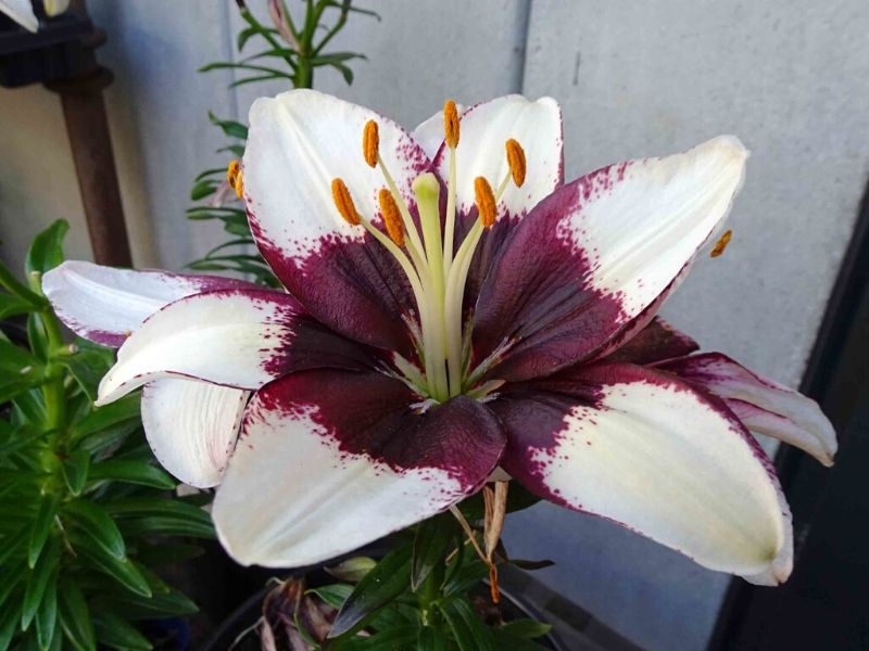 Lilium 'Tiny Padhye'