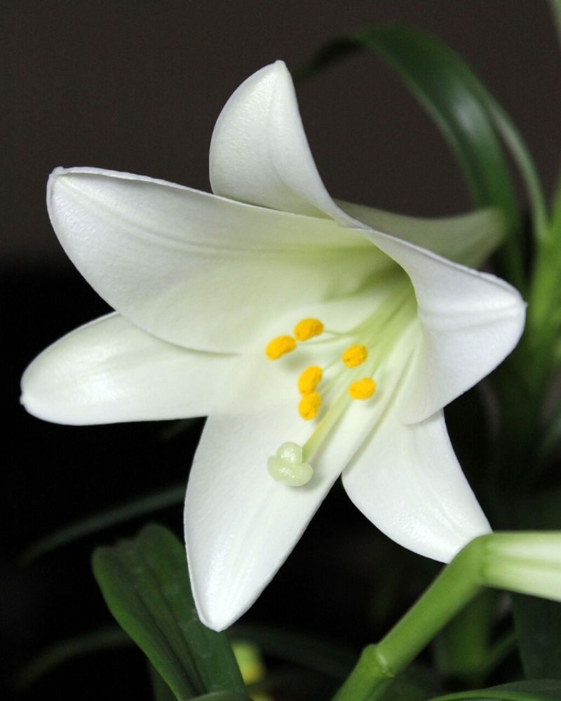 Lilium 'White Elegance'