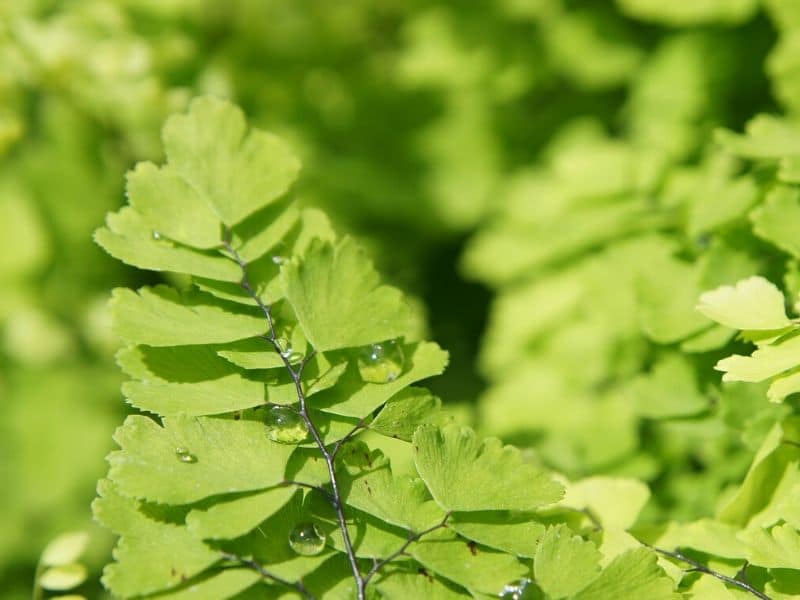 maidenhair fern