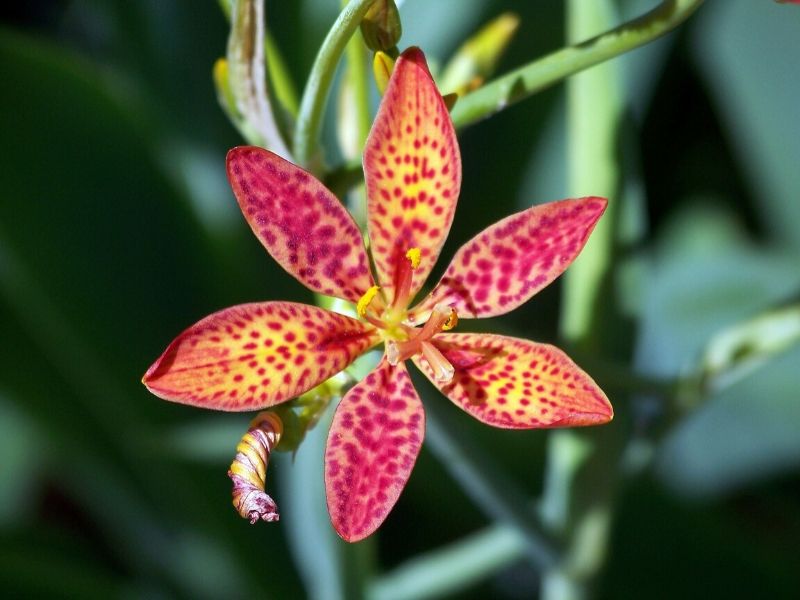 martagon hybrid lily