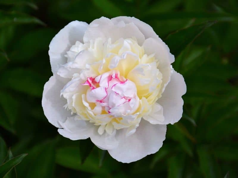 meaning of peony flower