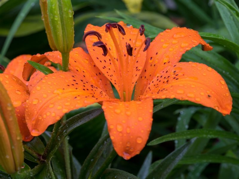 orange lily