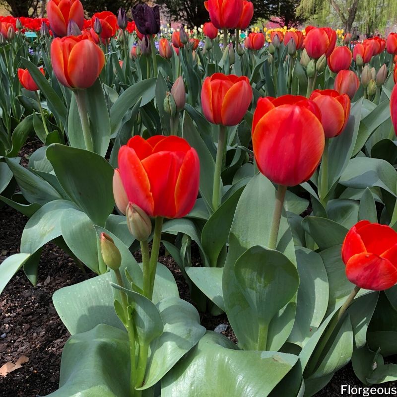 orange red tulips