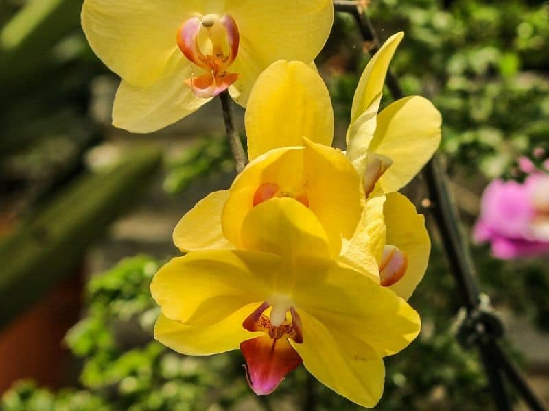 yellow orchids wedding flower