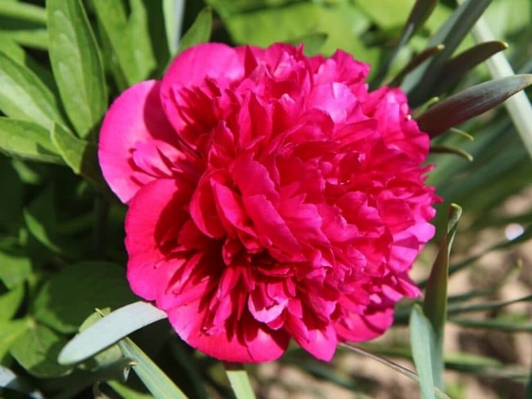 Peony: Flower Types, Pictures, How To Grow and Care | Florgeous