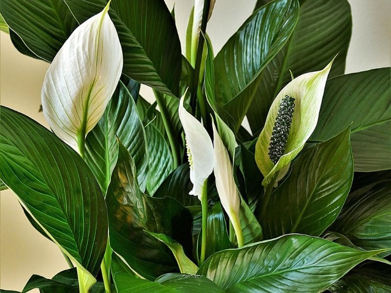 peace lilies